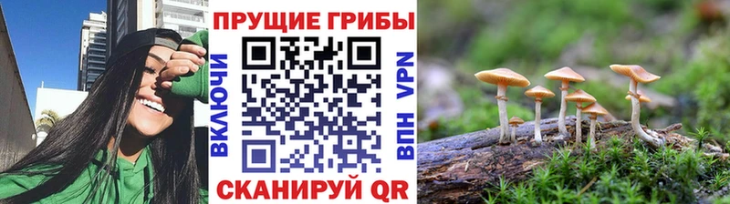 Купить закладки  Волгореченск  Псилоцибиновые грибы мицелий 